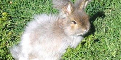 兔子為什麼拉稀 首先應該給兔兔停食