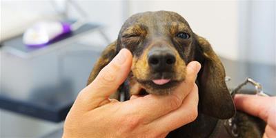 犬傳染性氣管支氣管炎的症狀和防治