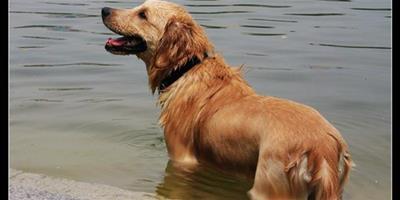 帶愛犬游泳時，應該注意些什麼呢？
