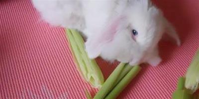 兔子吃玉米嗎 吃多了會腸胃不適