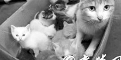 “英雄”貓媽媽：一胎產下八隻貓咪
