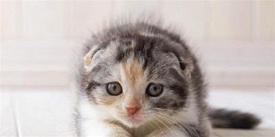 折耳貓有什麼遺傳病