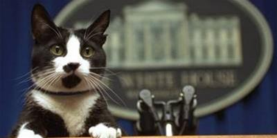 克林頓夫婦寵物貓去世 希拉蕊發聲明悼念