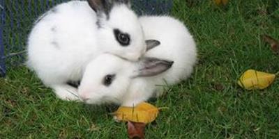 兔子能吃什麼草 澱粉含量過高食物少吃