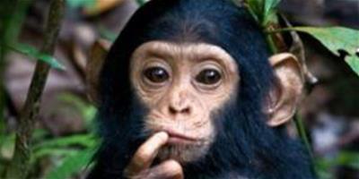 黑猩猩有著和人類相似的“暴力情結”