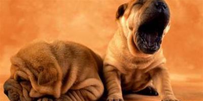 養兩隻狗能否改善寵物的分離焦慮症狀