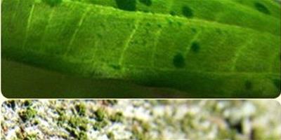 【圖】綠斑藻和綠藻有什麼區別？如何辨別？