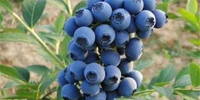 藍莓盆栽的種苗挑選要點