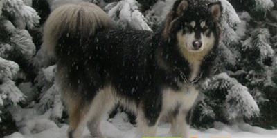 挑選優良阿拉斯加雪橇犬的方法