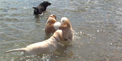 如何使狗狗喜歡游泳