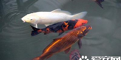 錦鯉魚養殖管理 儘量多投植物性餌料