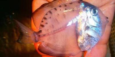在墨西哥的海上 有人發現一條全身透明的魚