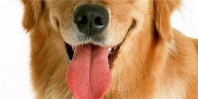 怎麼給狗狗鍛煉牙齒？狗狗牙齒鍛煉的好方法