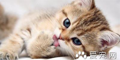 貓氣管支氣管炎 貓氣管炎的病因及防治的方法