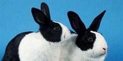 兔偽結核病的症狀及病理變化