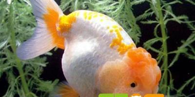 金魚為什麼在水面吐泡泡？
