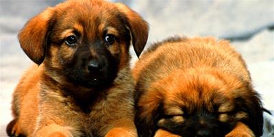 什麼是狗狗肺炎？狗狗肺炎的治療方法是什麼？