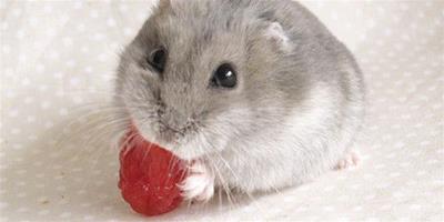 奶茶倉鼠怎麼養 需要充足的食物和飲水