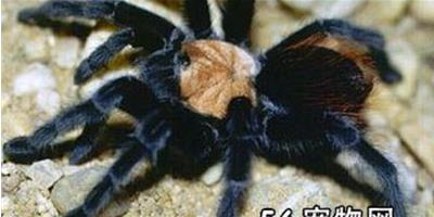 墨西哥金背紅尾蜘蛛