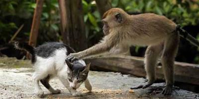 印尼獼猴為小貓“按摩跨越種族的友誼