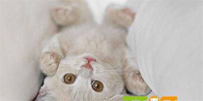 新手養貓：貓咪吞下的毛團怎麼辦？
