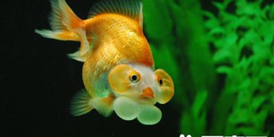金魚能吃什麼 金魚的食物可分為三大類