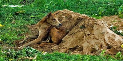 小主人車禍去世，印度忠犬不吃不喝守墓15天