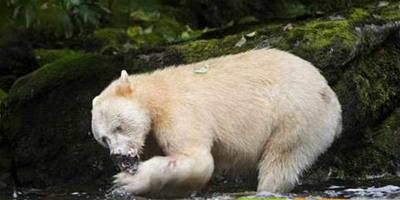 加拿大雨林現罕見白靈熊
