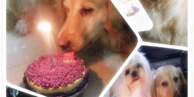 狗狗的生日——每一年我都會陪你渡過！