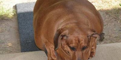 臘腸犬35公斤，變身肥胖“小豬 ”
