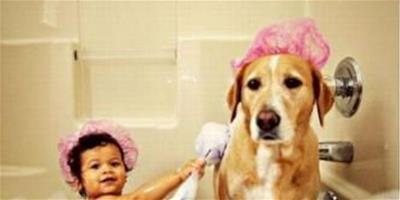 如何給狗狗洗澡才是科學的