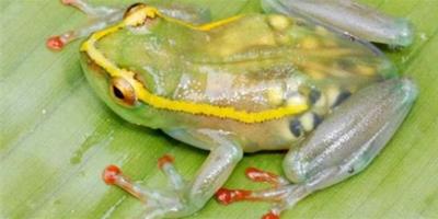剛果金發現新種青蛙 透明蛙體內蛙卵清晰可見
