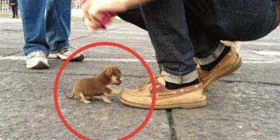 超級萌！一位網友走在路上迎面走來一只小小狗，結果被它壁咚！