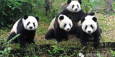 面對不想吃藥的熊貓到底該怎麼辦？被各種怪招干擾的飼育員快瘋了