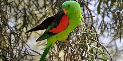 紅翅鸚鵡的飼養 籠舍應該有許多的棲木