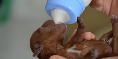 狗狗喝幼犬奶粉有什麼影響嗎