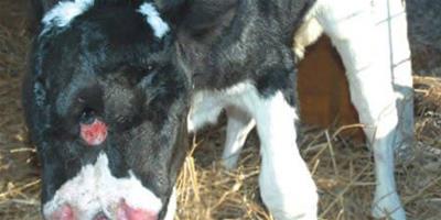 雙臉小牛出生於美國維吉尼亞州