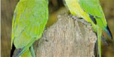 灰頭錐尾鸚鵡