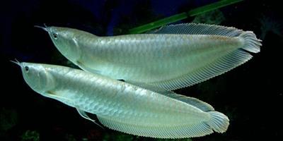 銀龍魚怎麼分公母 五種方法可以區分公母
