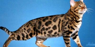 史上最貴的寵物之一：孟加拉貓