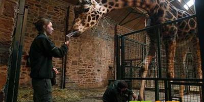 英國動物園給長頸鹿修指甲