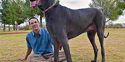 世界上最大的大丹犬