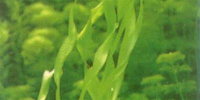 水草品種—泰國蔥頭
