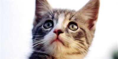 三種常見貓砂盆的特點分析