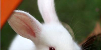 寵物兔兔食物應要規律供應