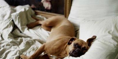 研究表明：與寵物一起睡可降低患哮喘幾率