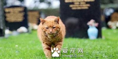 英國墓園貓高齡二十歲辭世　民眾為它造墓留言緬懷