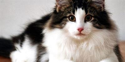 受人歡迎的挪威森林貓是如何產生的？
