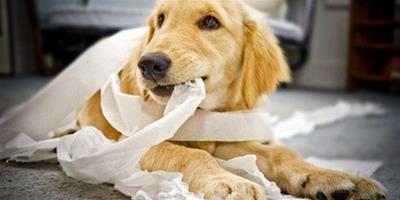 狗狗愛吃紙是為什麼