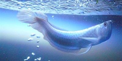 銀龍魚養殖技術 養殖銀龍魚注意的六個方面